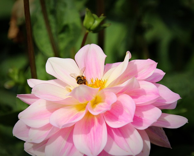 Pflanze, Blume, Natur, Blüte, Rosa Blume