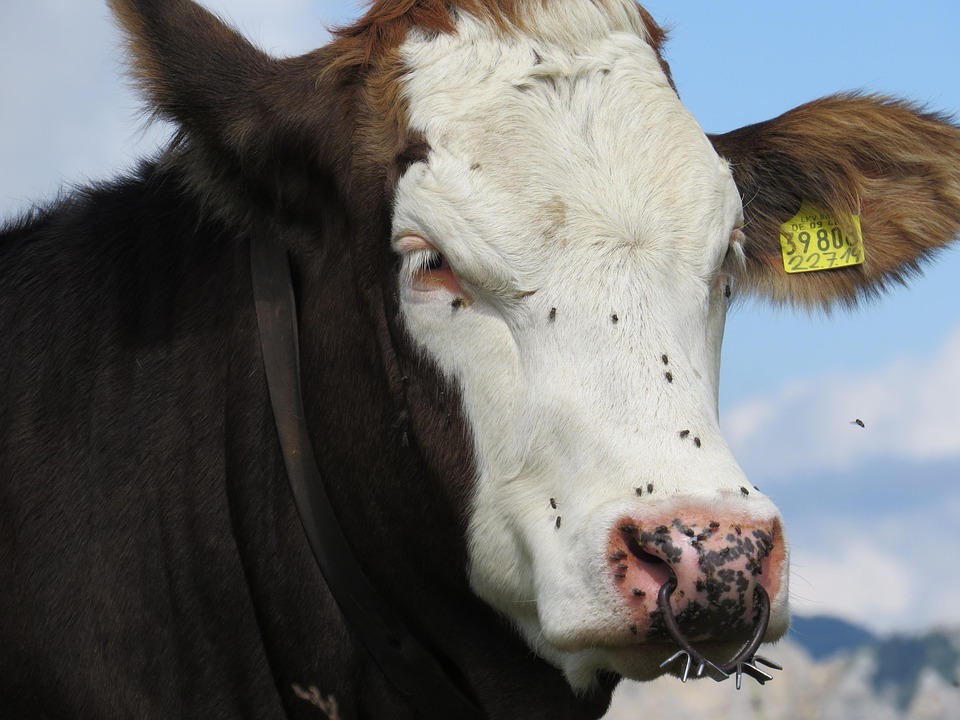Cow Flying Insects - Free photo on Pixabay - Pixabay