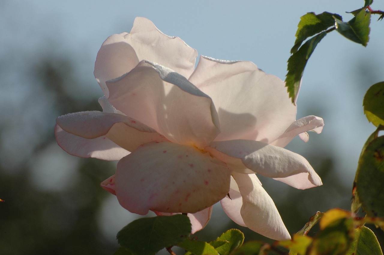Rose Blanche Fleur Photo gratuite sur Pixabay Pixabay