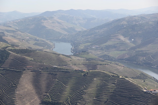 Free Douro Wine photo and picture