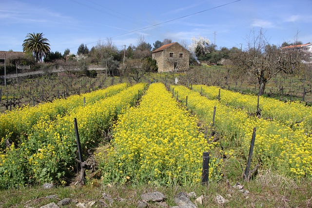 Free Portugal Flowers photo and picture