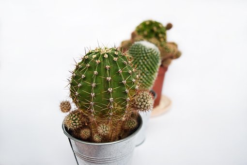 Free Plant Succulent photo and picture