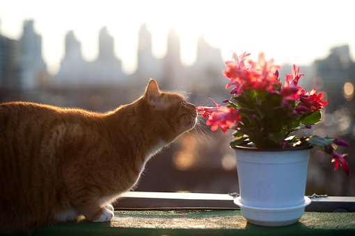 Cat, Cats, Pet, Pets, Flowers And Just