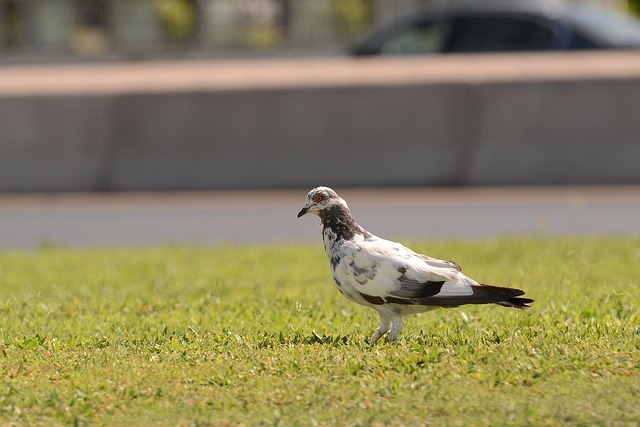 Free Bird Nature photo and picture