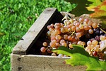 vintage, grapes, autumn