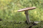 matryoshka, yellow fly agaric, the king fly mushroom