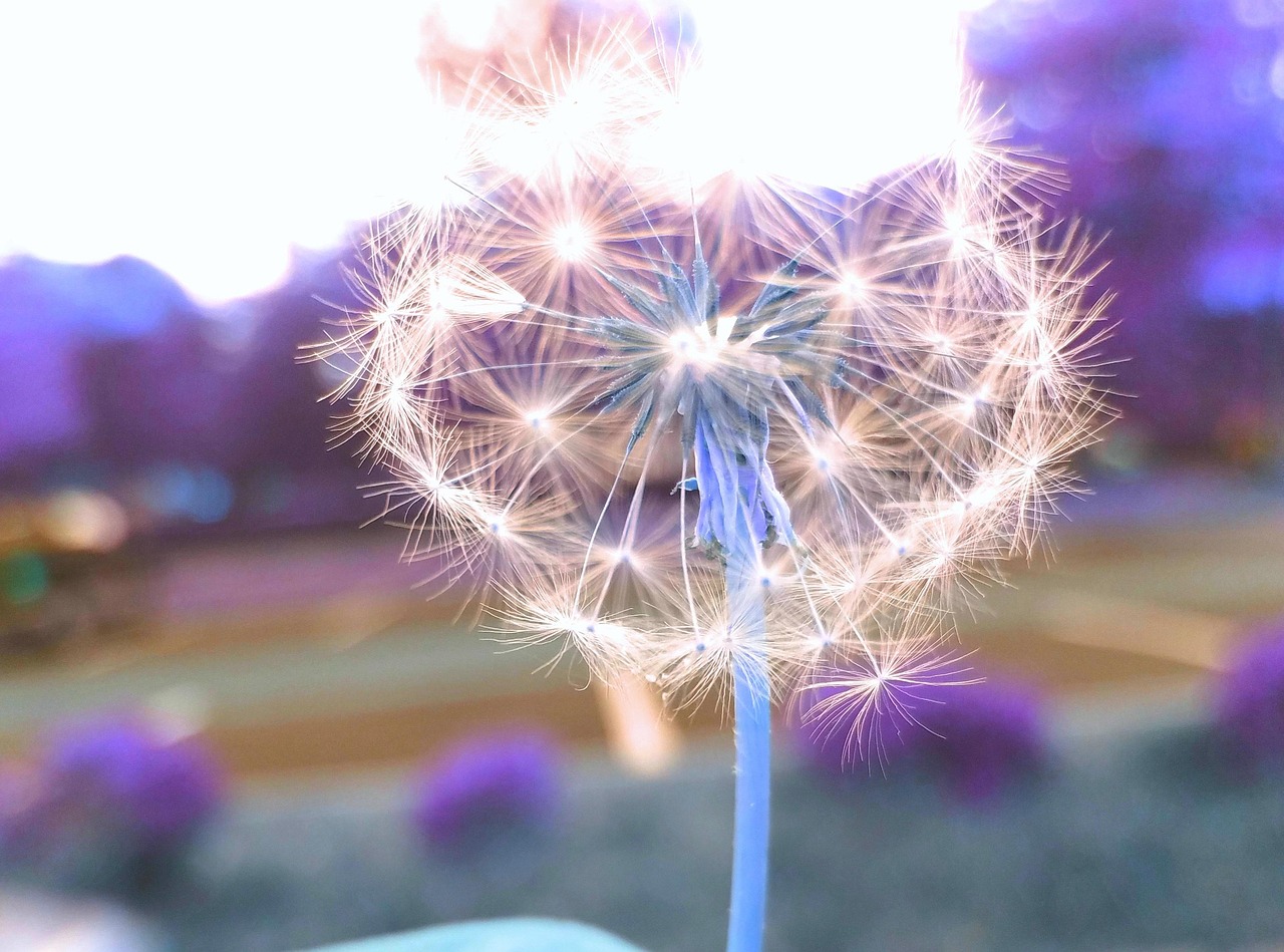 Wishing Flower Garden Wish Free photo on Pixabay Pixabay