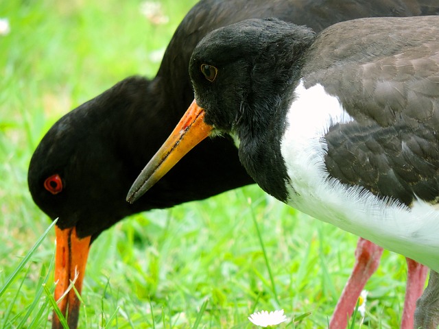 Free Oystercatcher Mother Bird photo and picture