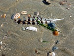 seagull feather, mussels, sand