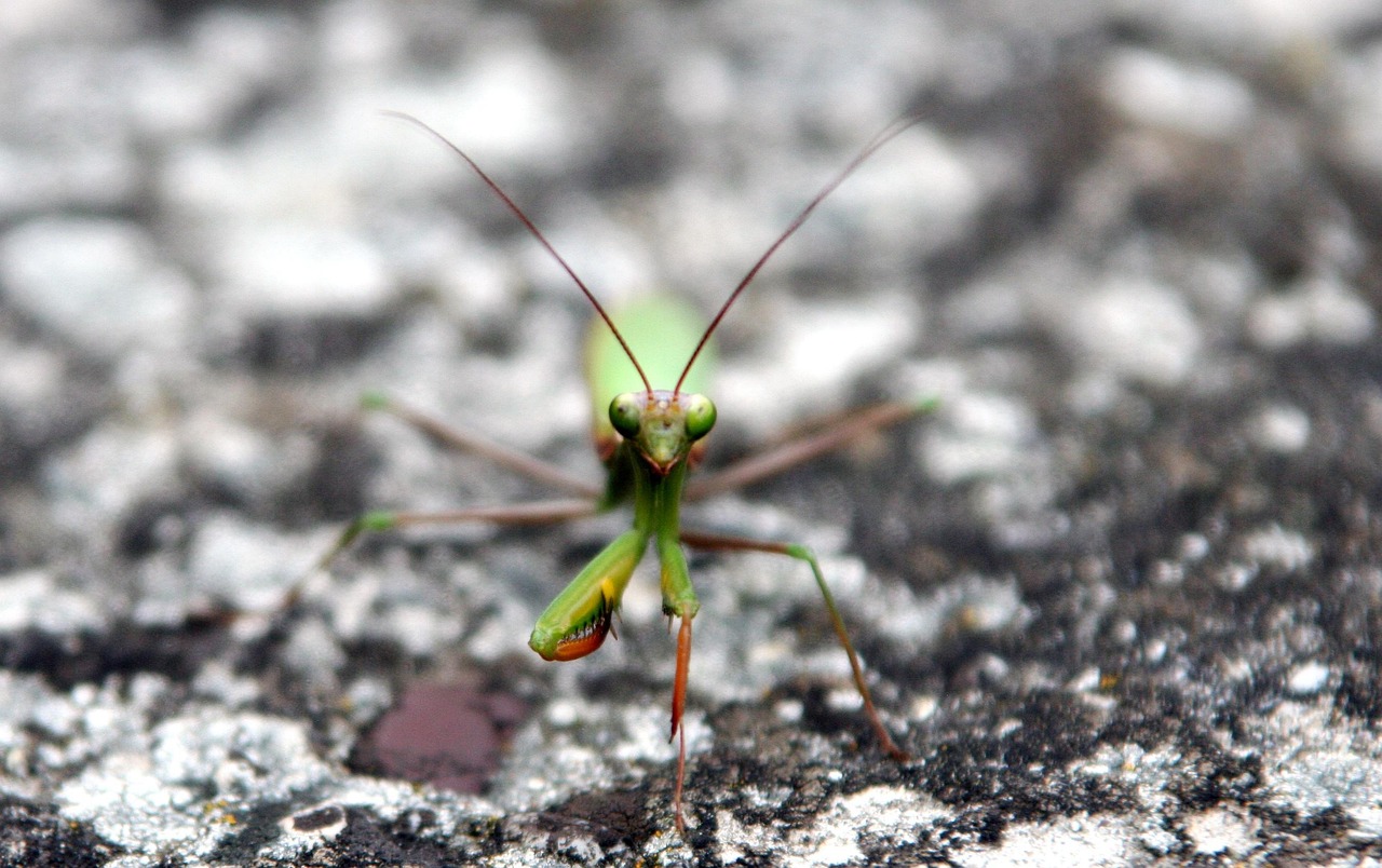 Playing Mantis Insect Praying Mantis Insect Green - Free photo on Pixabay - Pixabay