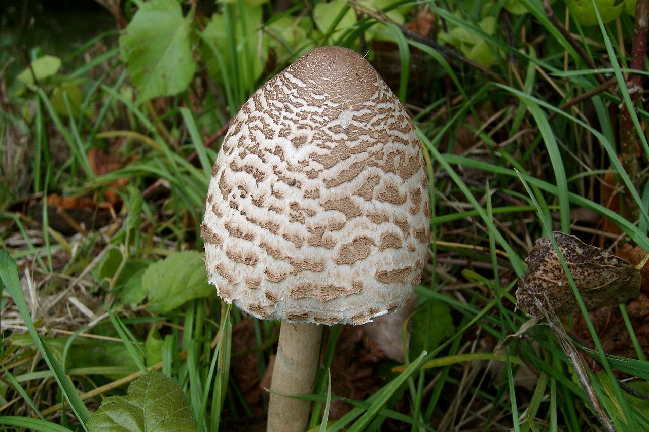Mushroom Edible Owl Nature Free photo on Pixabay Pixabay