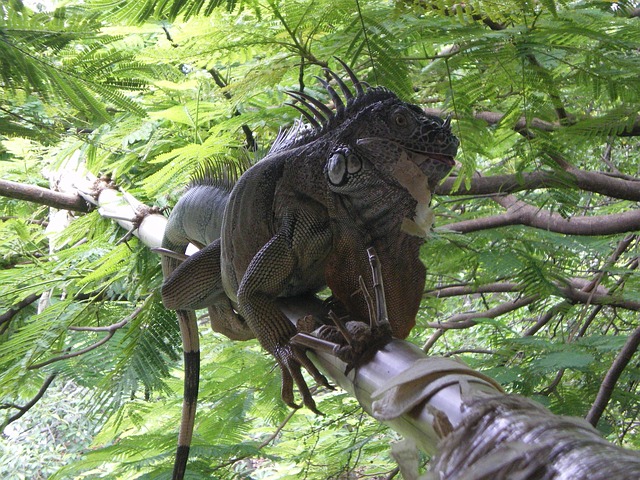 Free Iguana Mexico photo and picture