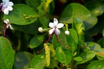 clerodendrum heterophyllum, tree of little stars, white flower