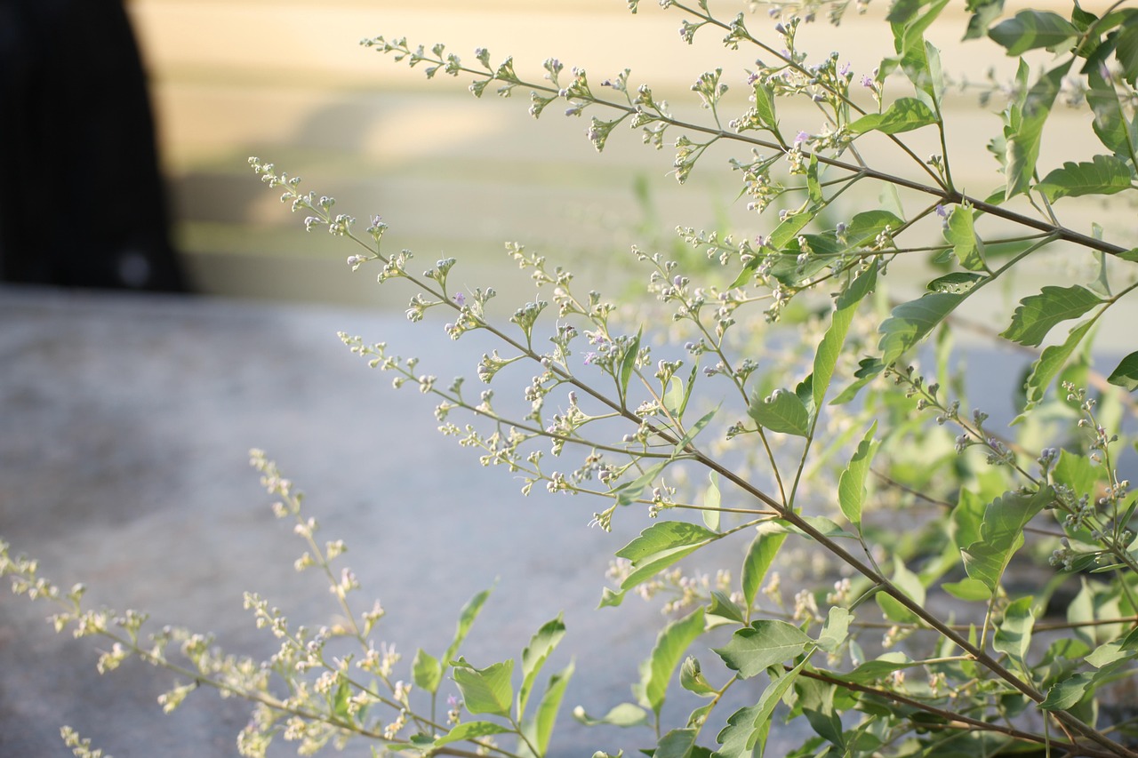 Herbs - free online jigsaw puzzle photo