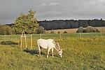 horse, white, pasture