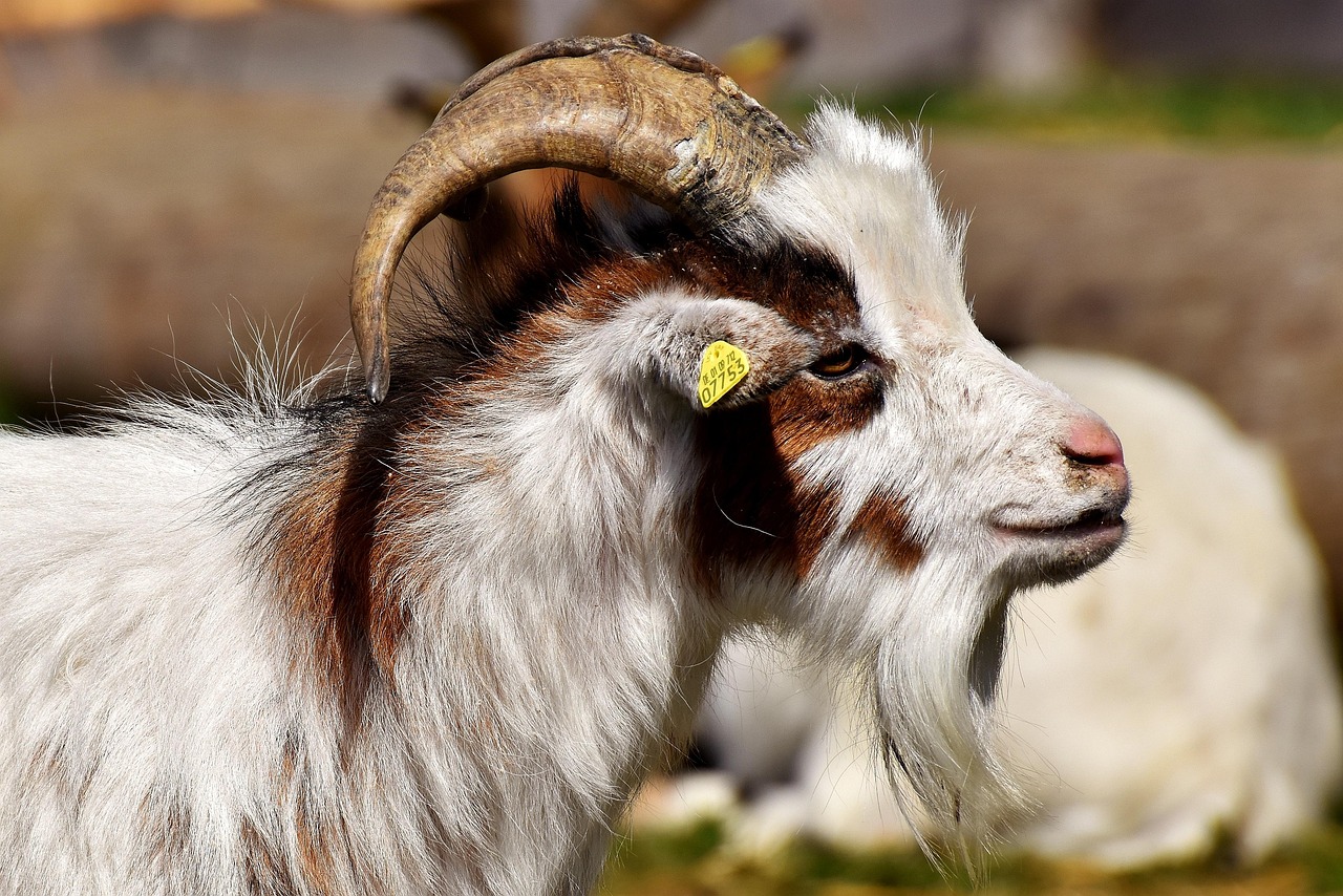 Free Billy Goat Goats photo and picture