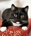 domestic cat, animal shelter, mieze