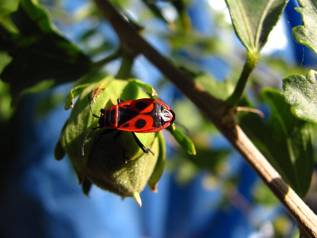 Free Insect Bud photo and picture