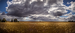cornfield, grain field panorama, insel poel