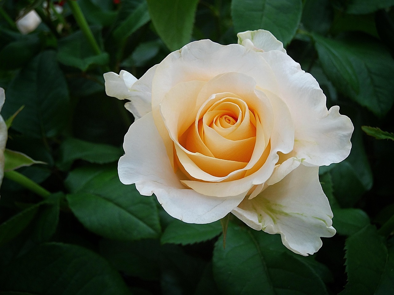 Rose White Blooms - Free photo on Pixabay
