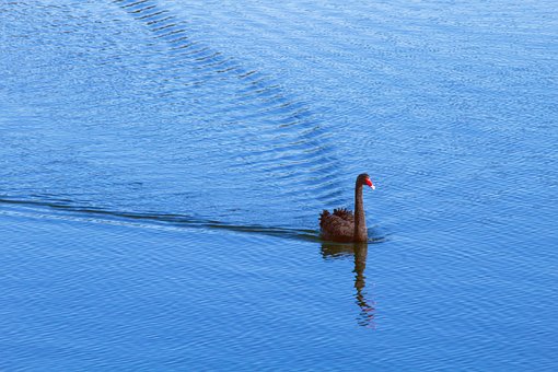 Free Swan Lake photo and picture