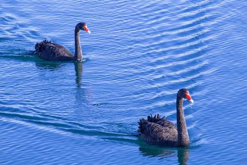 Free Swans Swan photo and picture