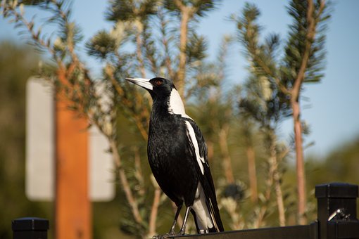 Free Magpie Bird photo and picture