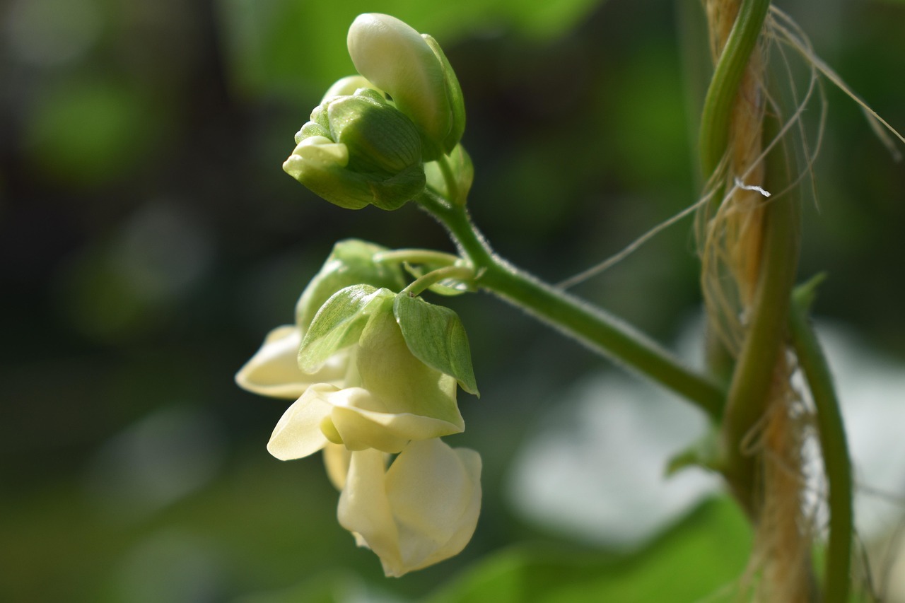 Green Bean Flower Garden Free photo on Pixabay Pixabay