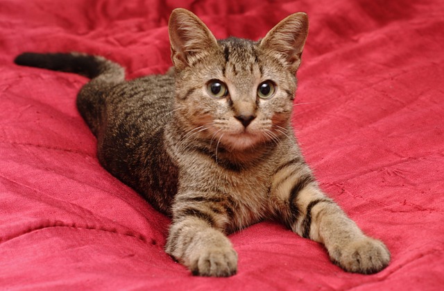 Free Cat Stripes photo and picture