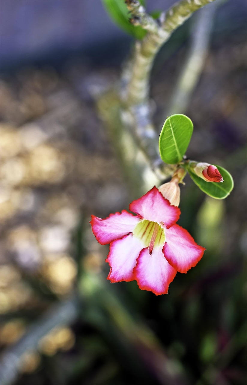 Desert Rose Townsville Gardens Free photo on Pixabay