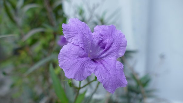 Free Flower Việt Nam photo and picture