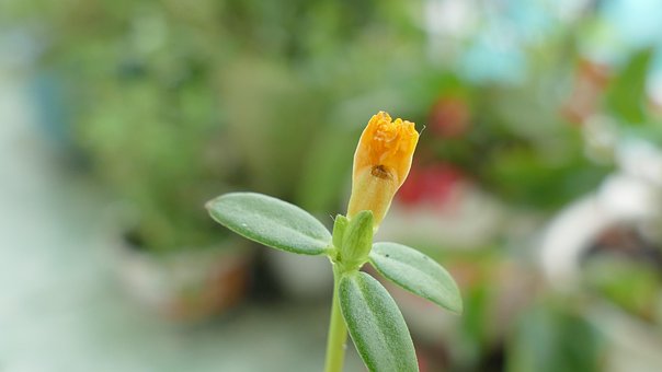 Free Portulaca Grandiflora Flower photo and picture