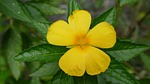 flower, việt nam, nature