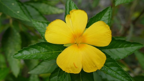 Free Flower Việt Nam photo and picture
