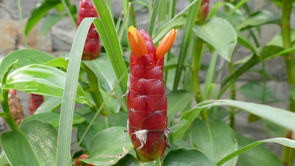 Free Flower Việt Nam photo and picture
