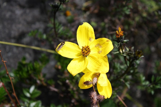 Free Yellow Flower Nature photo and picture