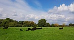cattle, cows, animals