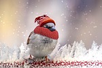 sparrow, winter, feather