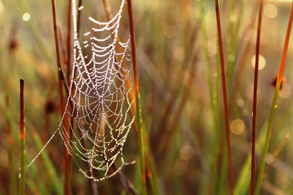 蜘蛛网 网络 蜘蛛 - Pixabay上的免费照片 - Pixabay