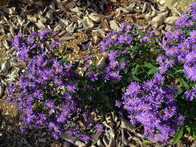 Free Flowers Flower Wallpaper photo and picture