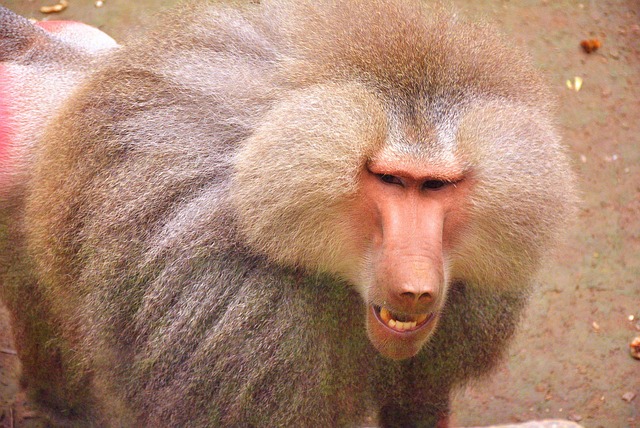Free Baboon Zoo photo and picture