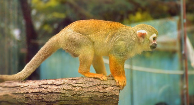 Free Monkey Zoo photo and picture