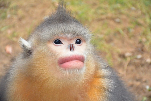 Free Monkey Zoo photo and picture
