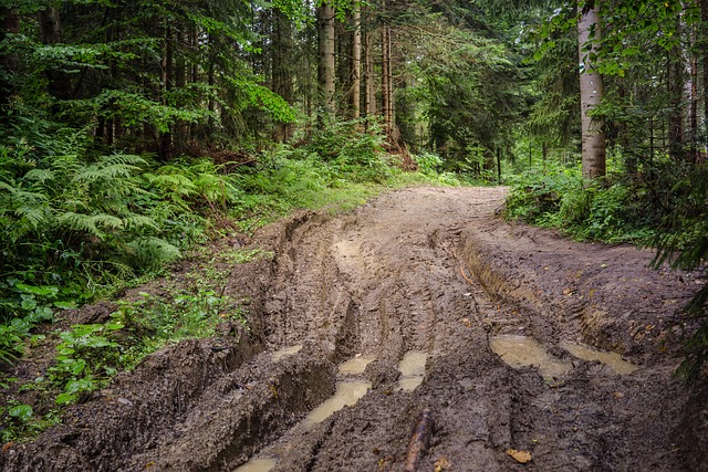 forest, way, mud, nature, track, trees, the road through the forest, pool, after the rain, landscape, mountains, beskids, poland