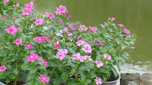 Free Flower Flower Wallpaper photo and picture