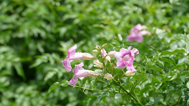 Free Garlic Vine Bignone photo and picture