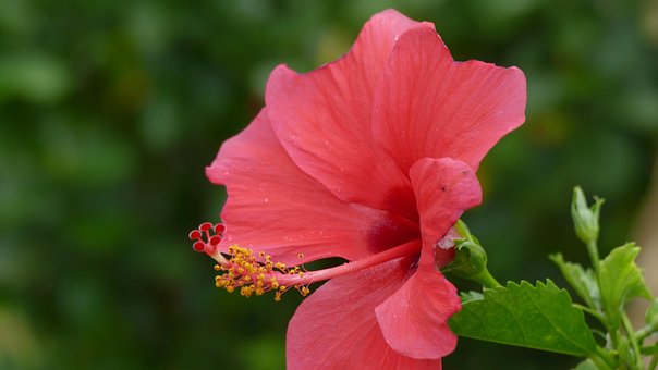Free Hibiscus Flower photo and picture