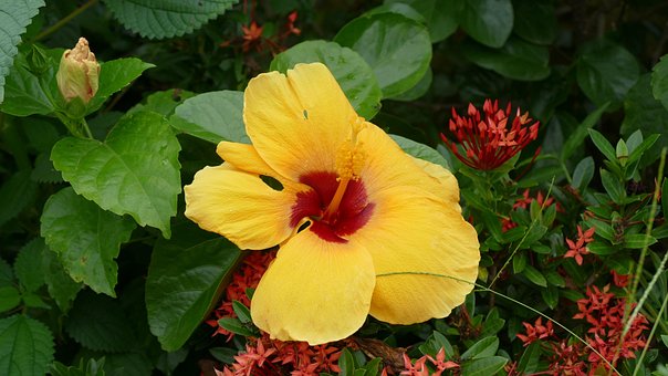 Free Hibiscus Flower Background photo and picture