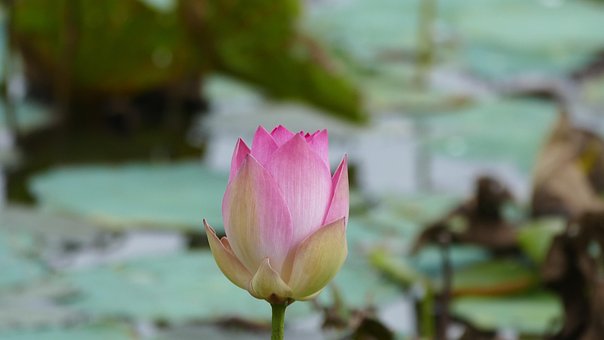 Free Lotus Flower photo and picture