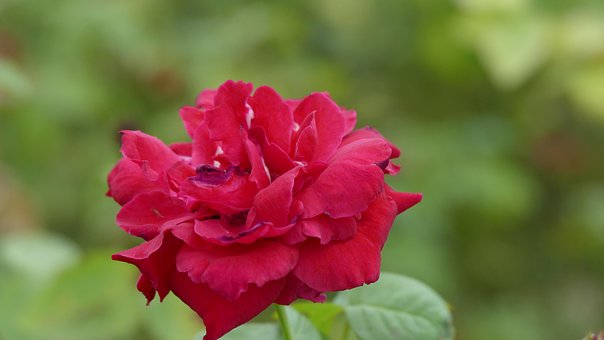 Free Rose Rose Flower photo and picture